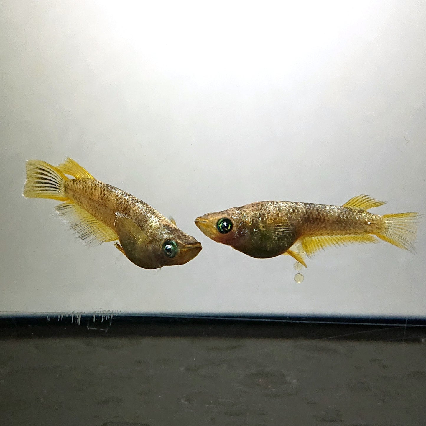 【現物】金箔和墨 両眼アースアイ　3匹　オス2メス1　4203
