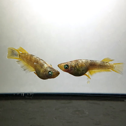 【現物】金箔和墨 両眼アースアイ　3匹　オス2メス1　4203