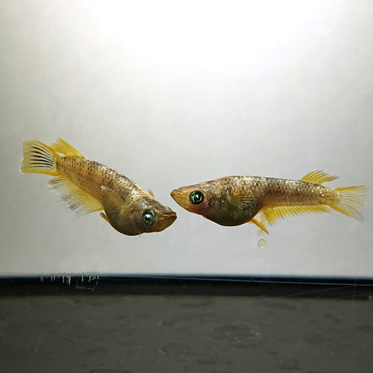【現物】金箔和墨 両眼アースアイ　3匹　オス2メス1　4203