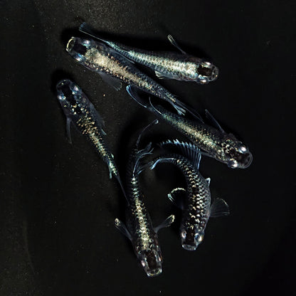 【現物】【NEW】クリスタルブラック普通体型　3ペア　4210