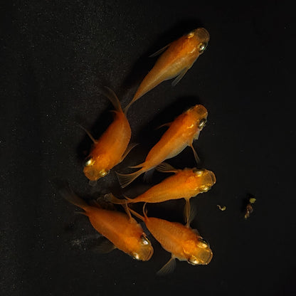 【現物】紅帝本だるま　3ペア　4213