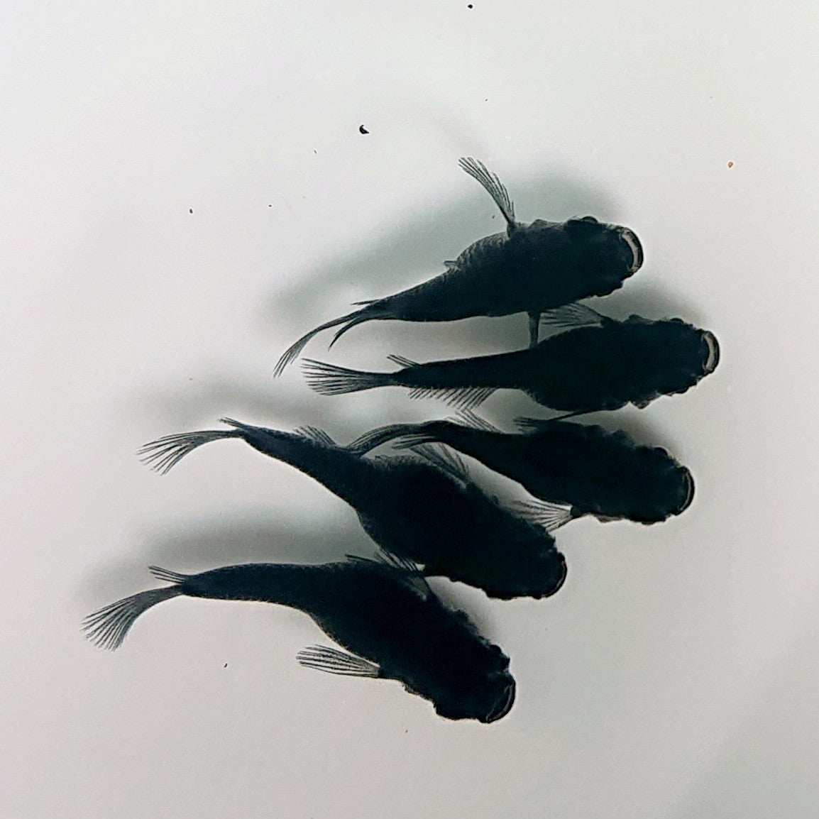 【現物】オロチだるま　5匹　オス3メス2　4212