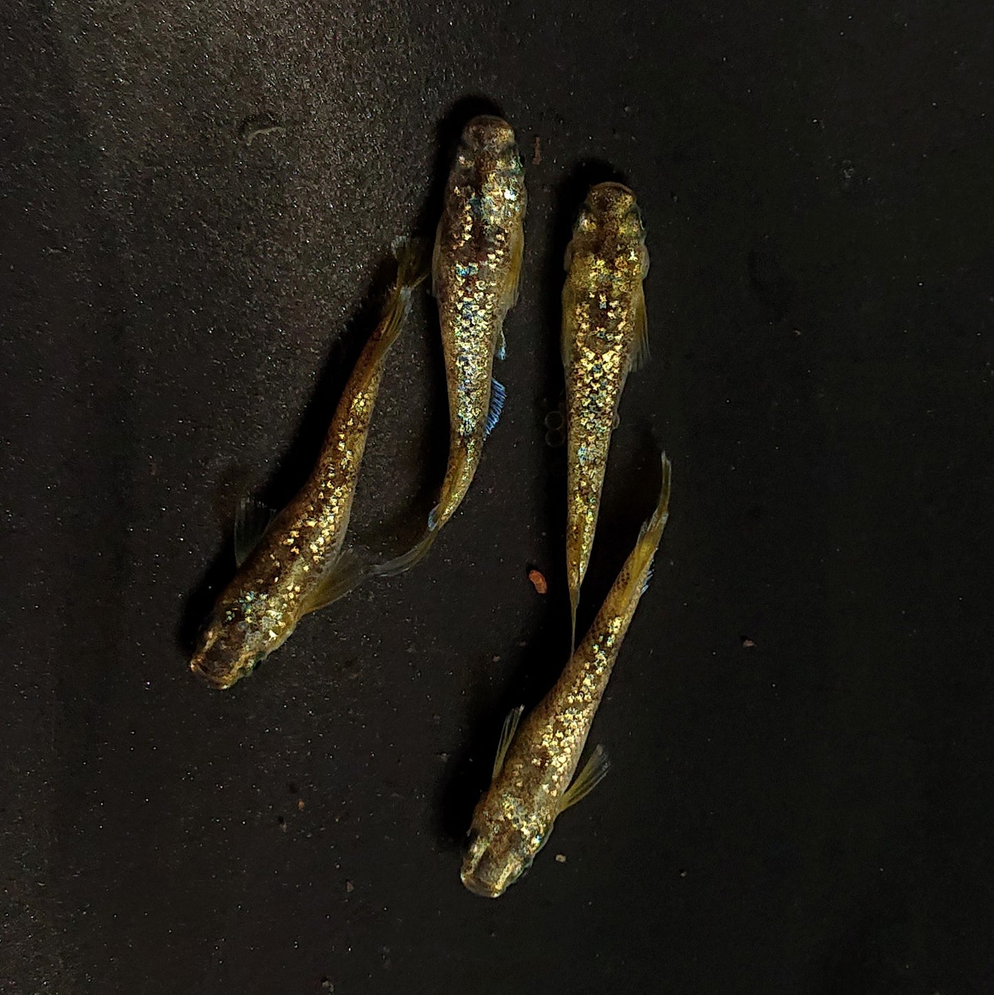 【現物】金箔和墨　2ペア　4216