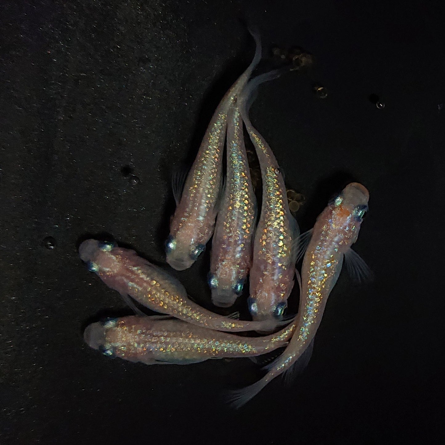 【現物】ピンクサファイア　6匹　オス2メス4　4217