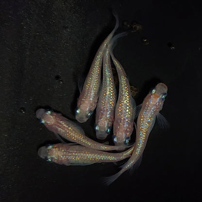 【現物】ピンクサファイア　6匹　オス2メス4　4217
