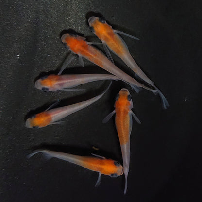 【現物】パンダ紅白　6匹　オス2メス4　メス2匹 リアルロングフィン　4225
