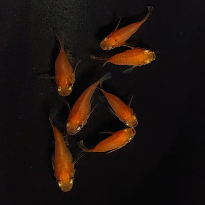 【現物】紅帝だるま　7匹　オス3メス4　4232