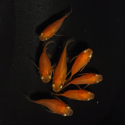 【現物】紅帝だるま　7匹　オス3メス4　4232