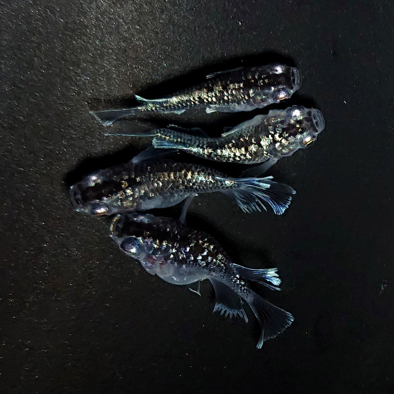 【現物】【NEW】クリスタルブラックだるま　2ペア　4227