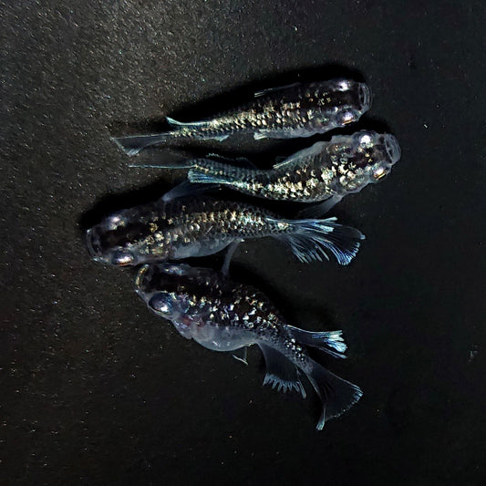 【現物】【NEW】クリスタルブラックだるま　2ペア　4227