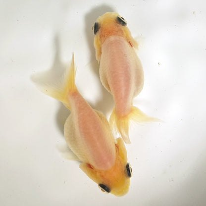 【現物】ミルクらんちゅう （指宿産）　2匹　【送料別】　4238