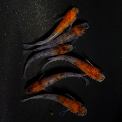 【現物】和墨三色　6匹　オス2メス4　4235