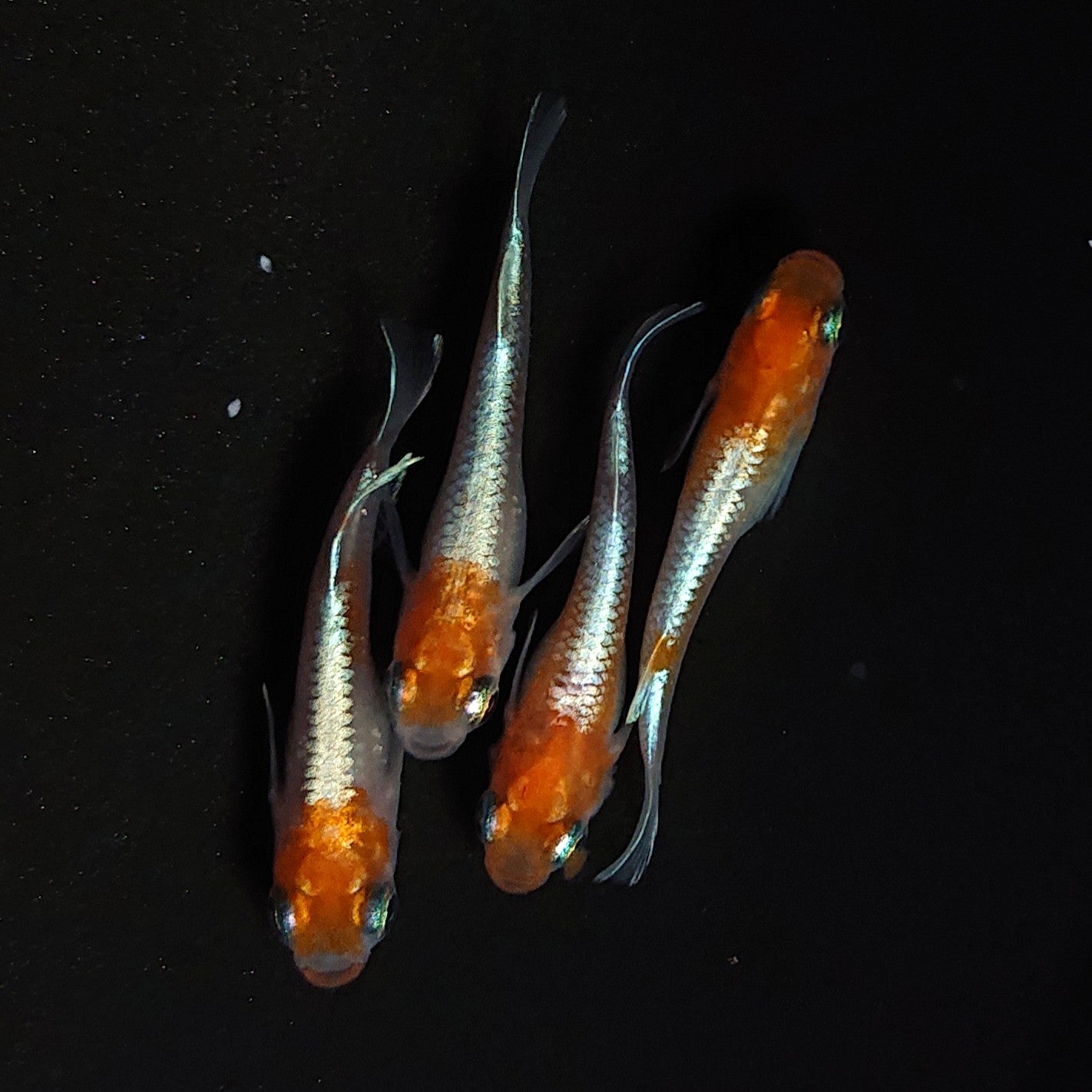 【現物】【上物】豆紅エボリューション 丹頂　2ペア　だるま形質　4256