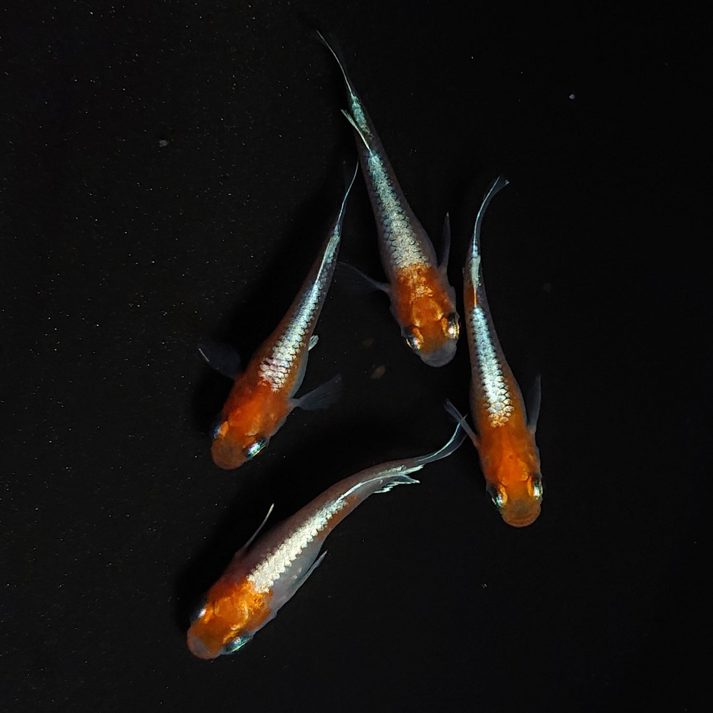 【現物】【上物】豆紅エボリューション 丹頂　2ペア　だるま形質　4256