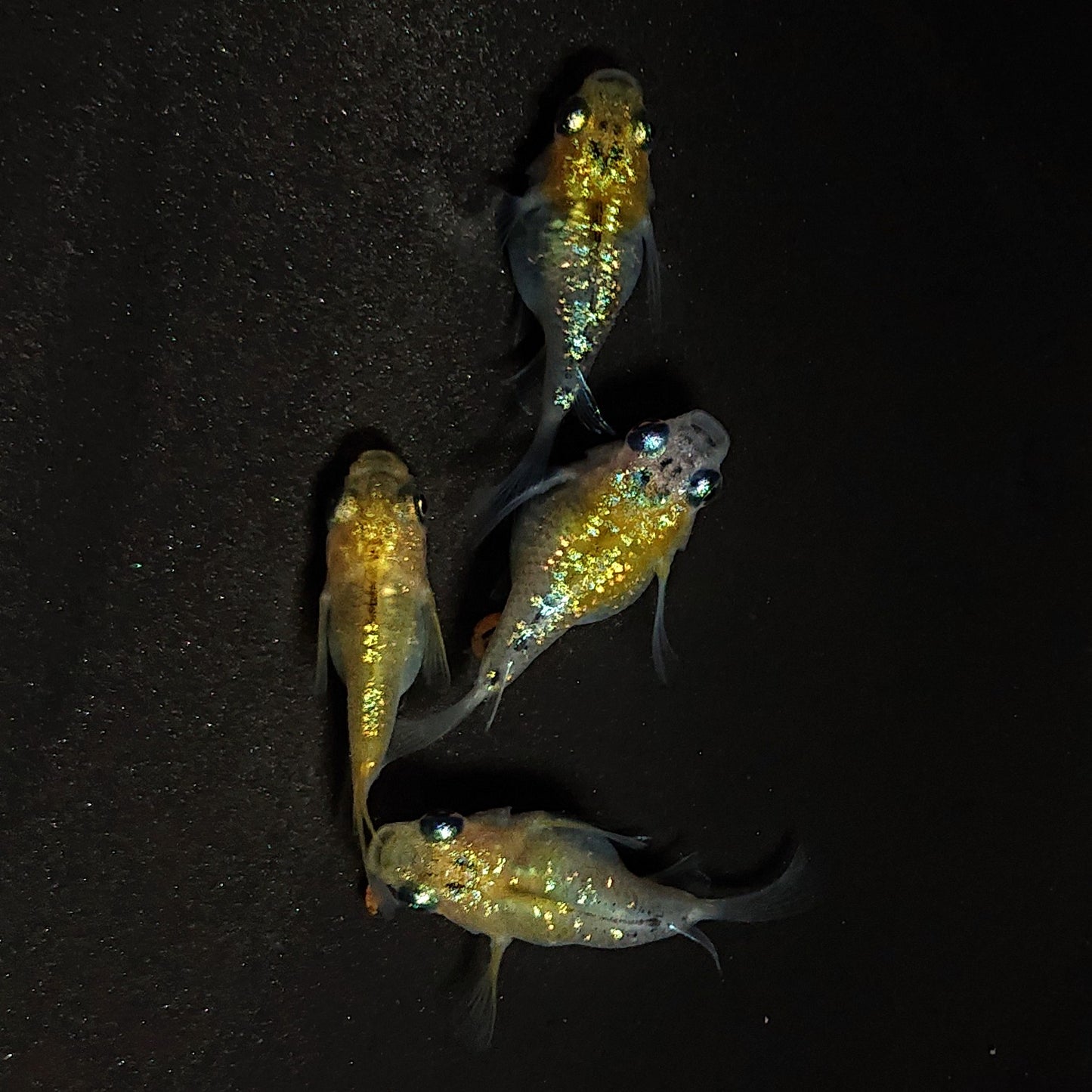 【現物】夜桜ゴールド本だるま　4匹　オス1メス3　4267