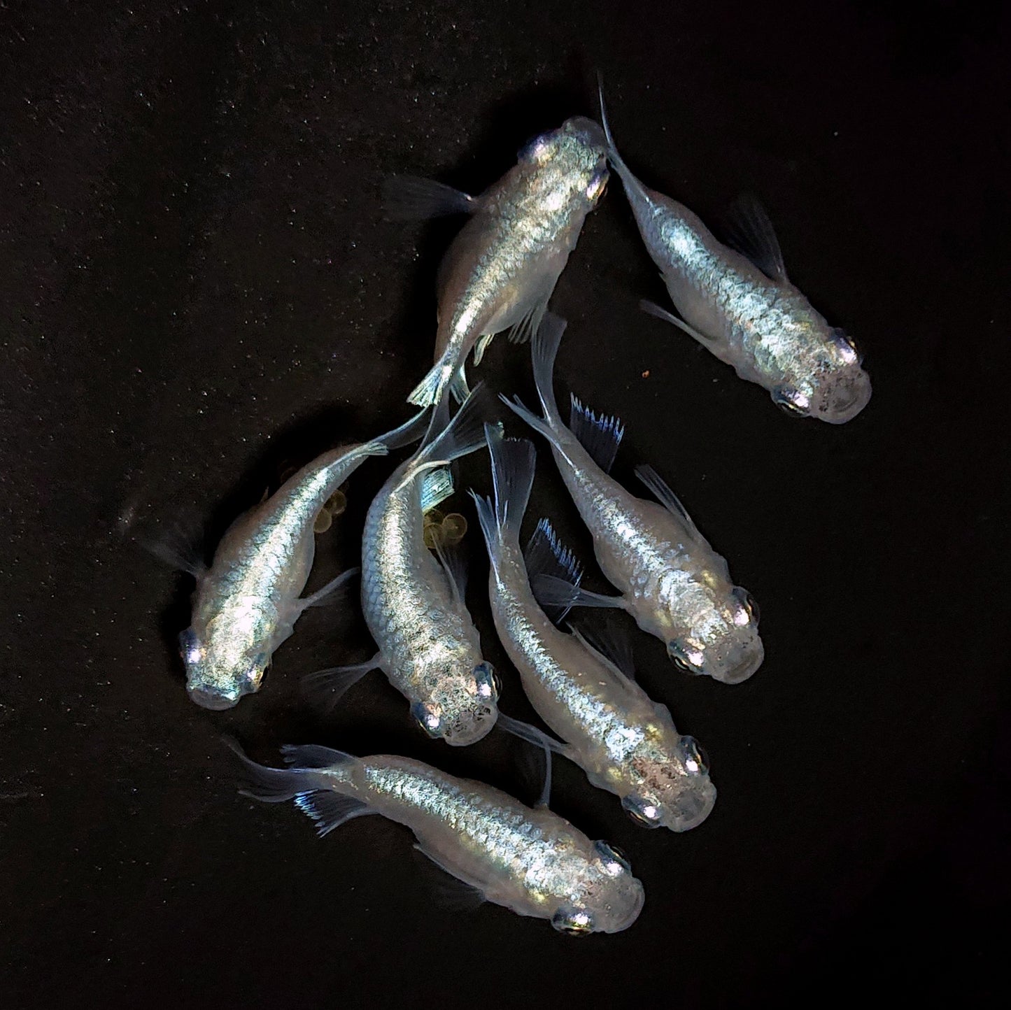 【現物】エンゼル　7匹　オス3メス4　4273
