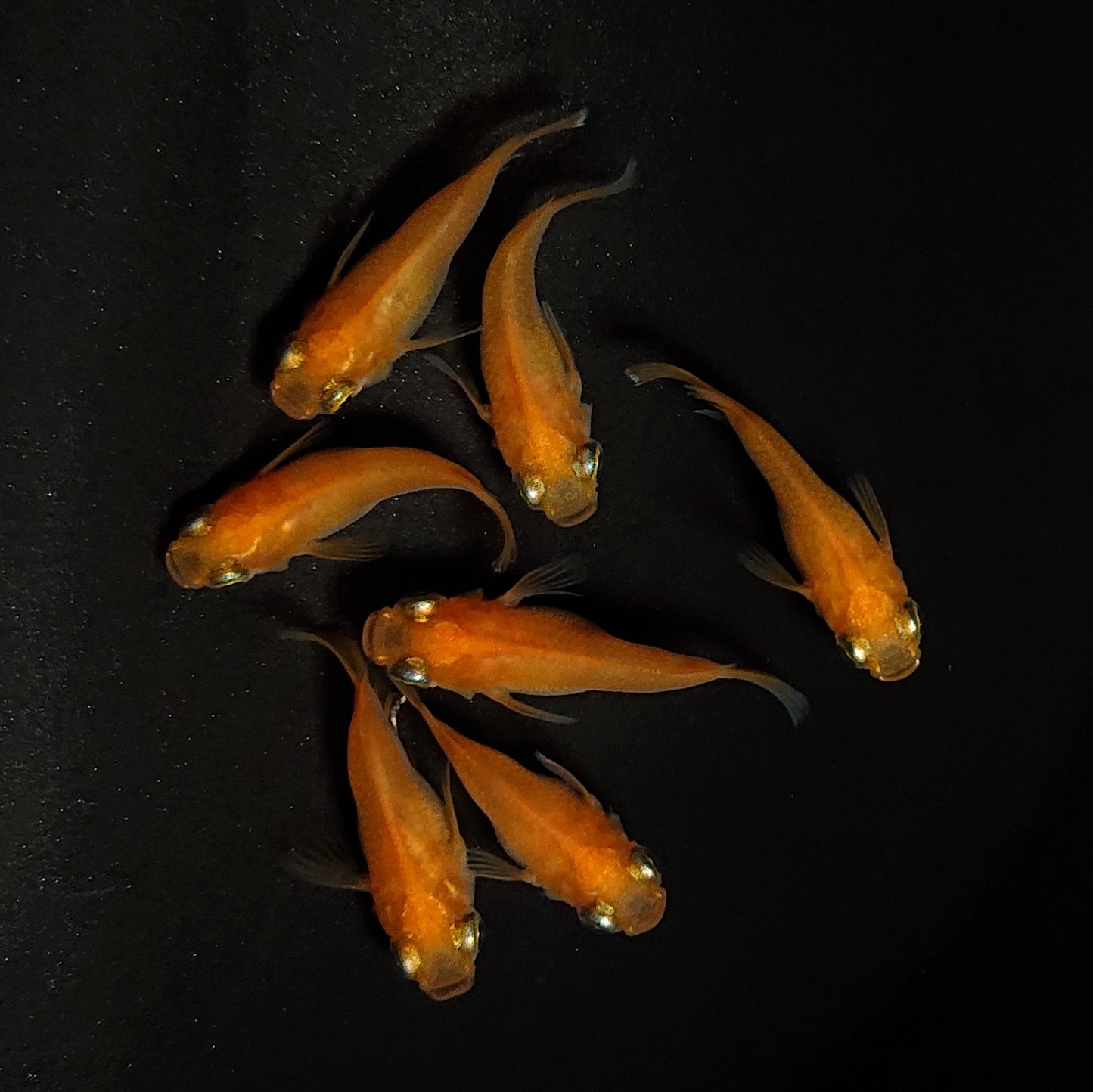 【現物】紅帝だるま　7匹　オス3メス4　4272