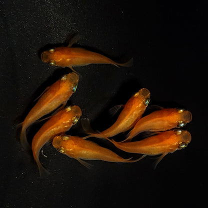 【現物】紅帝だるま　7匹　オス3メス4　4272