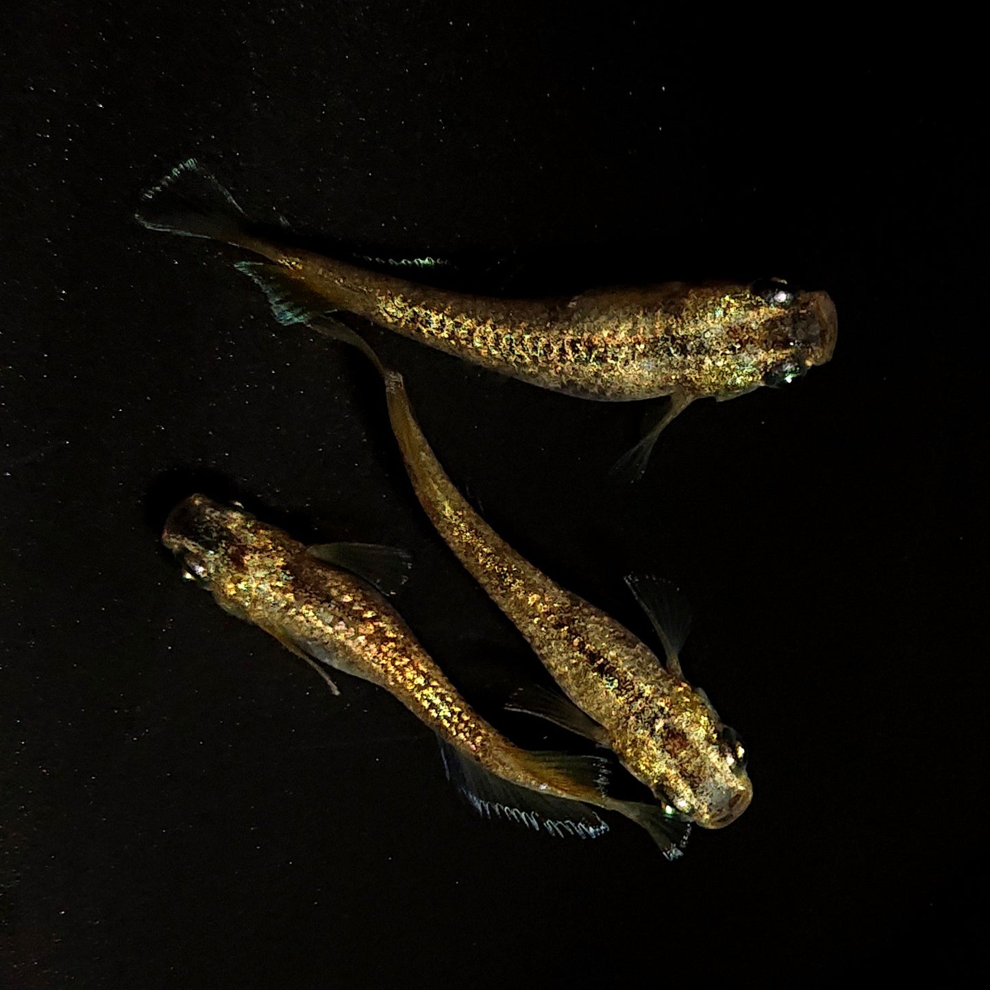 【現物】金箔和墨 両眼アースアイ　3匹　オス2メス1　4280