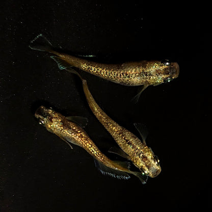 【現物】金箔和墨 両眼アースアイ　3匹　オス2メス1　4280