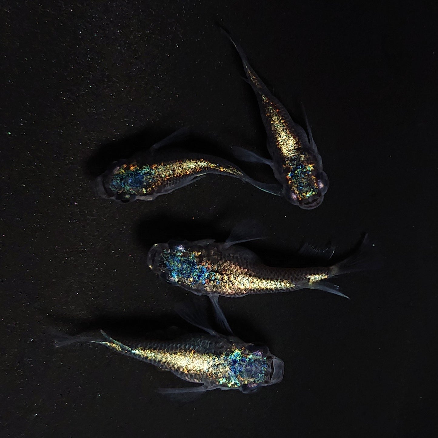 【現物】ネプチューンだるま　4匹　オス1メス3　4288