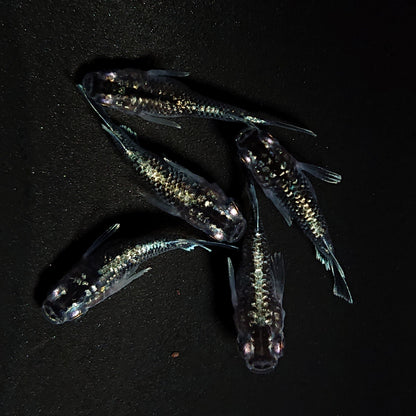 【現物】クリスタルブラックだるま　5匹　オス2メス3　4286