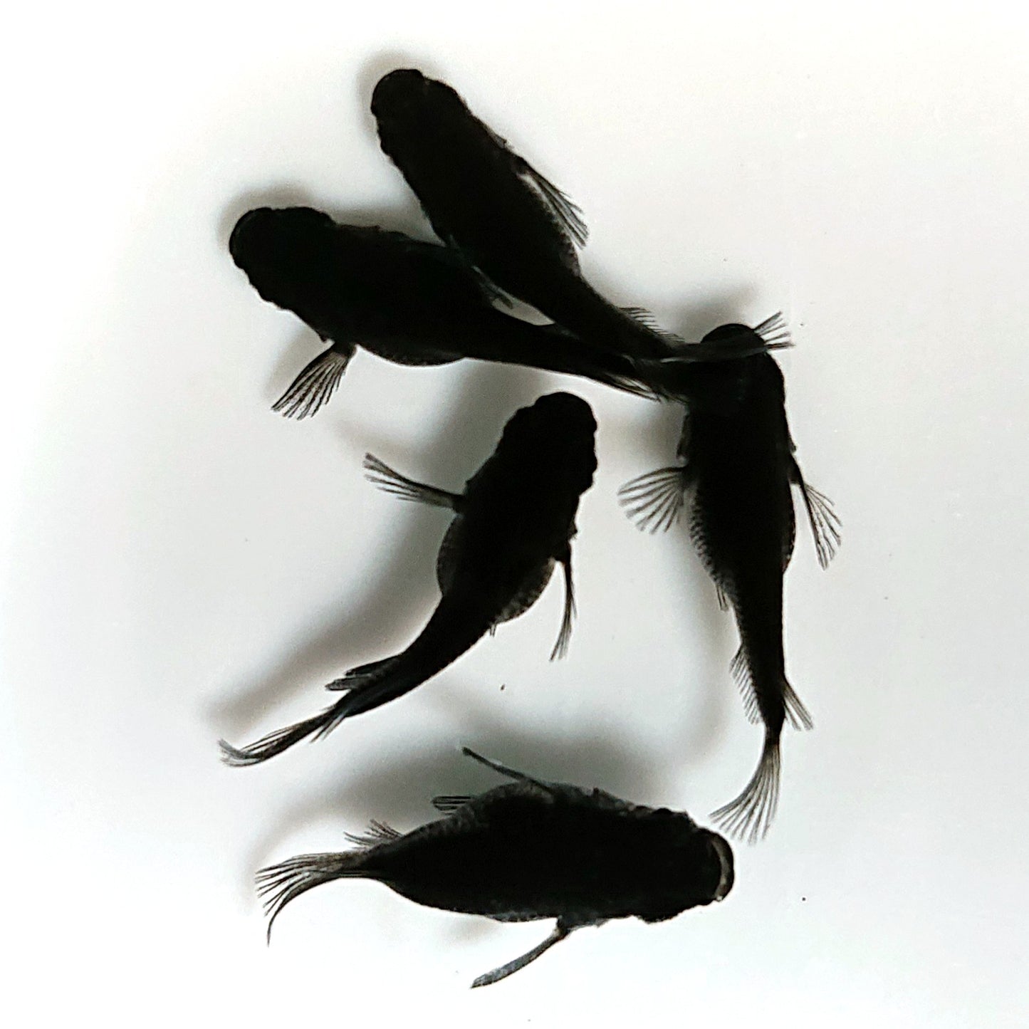 【現物】オロチだるま　5匹　オス2メス3　4290
