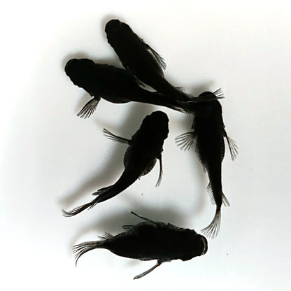 【現物】オロチだるま　5匹　オス2メス3　4290
