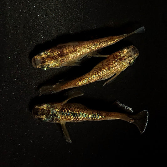 【現物】【NEW】金箔和墨ショートボディ　3匹　オス2メス1　4299