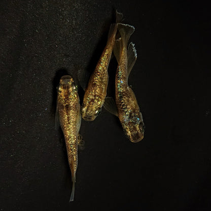 【現物】【NEW】金箔和墨ショートボディ　3匹　オス2メス1　4299