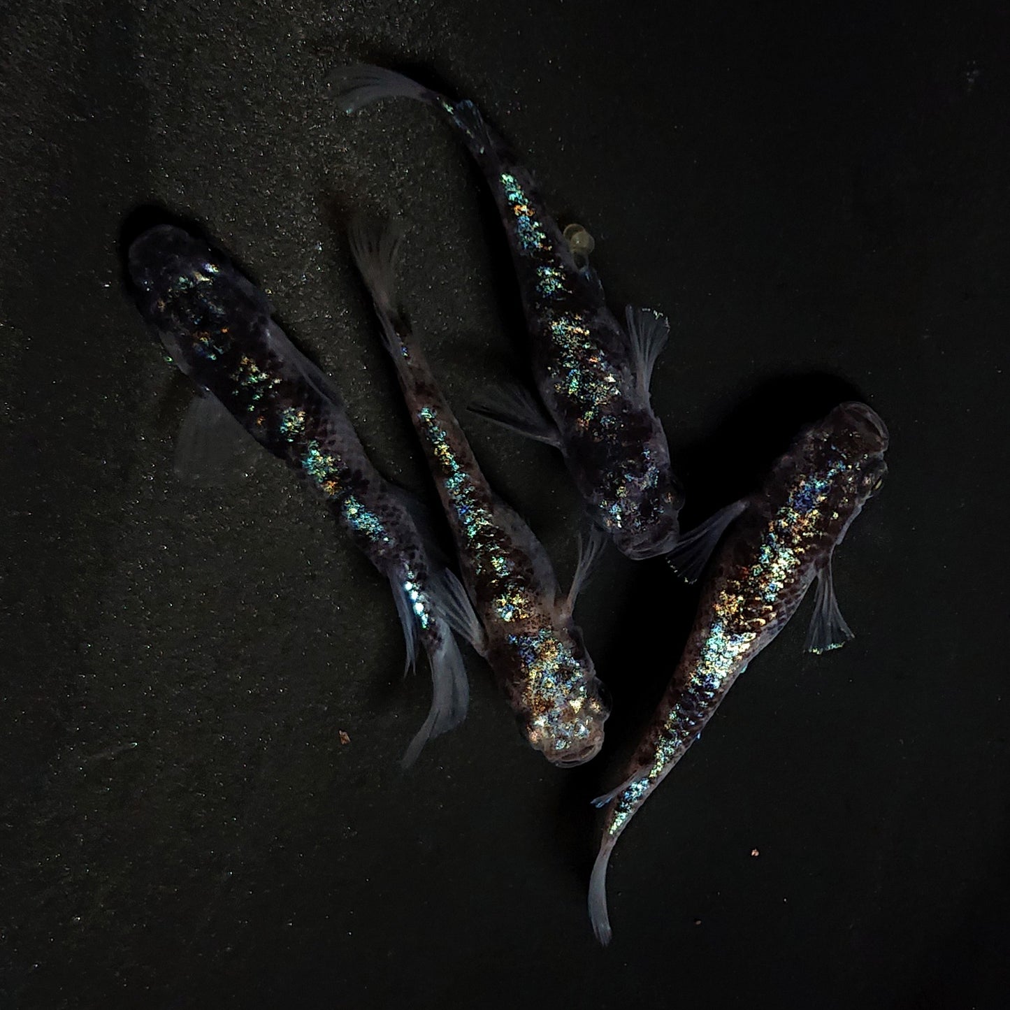 【現物】【上物】桔梗菊ブラック　2ペア　4297