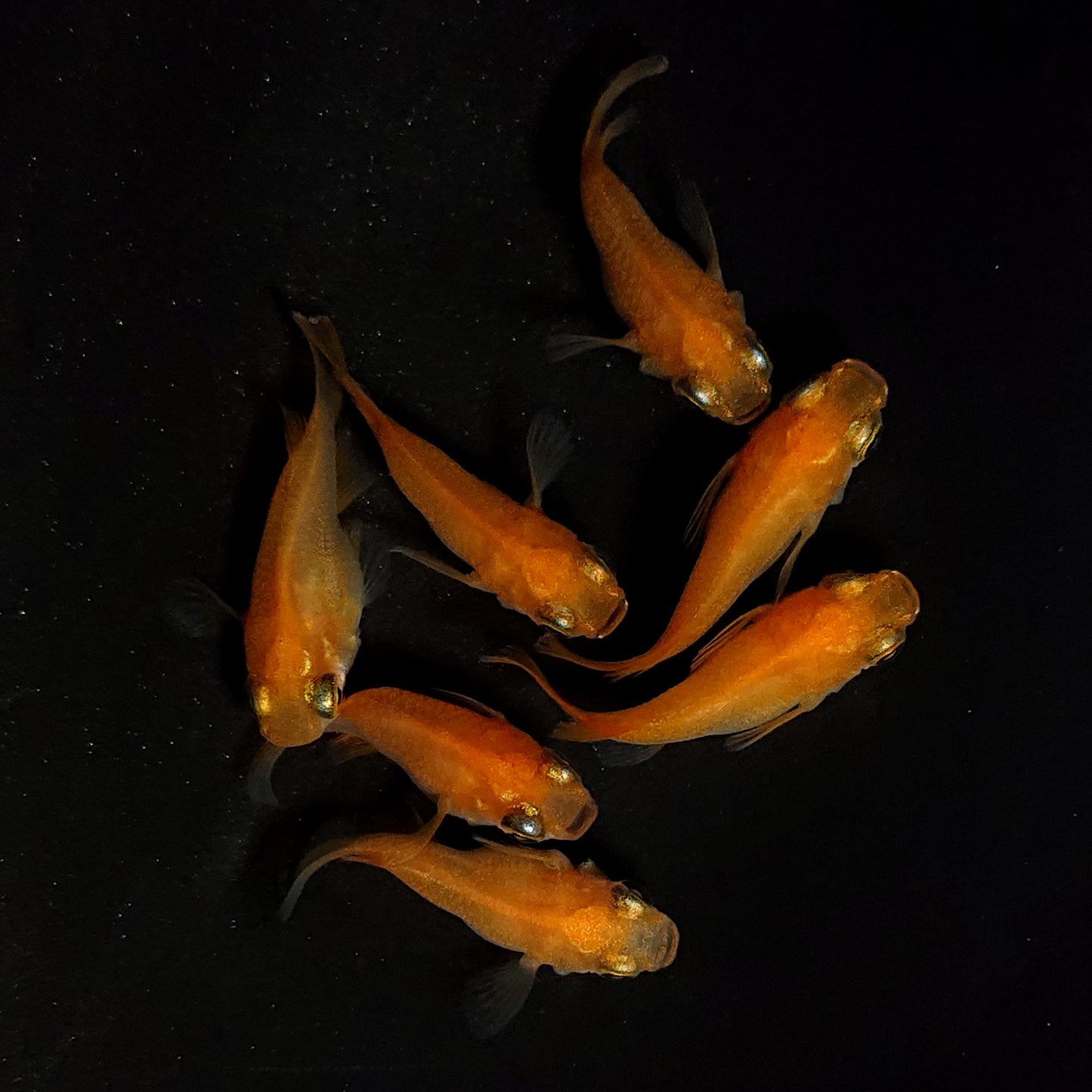 【現物】紅帝だるま　7匹　オス4メス3　4308