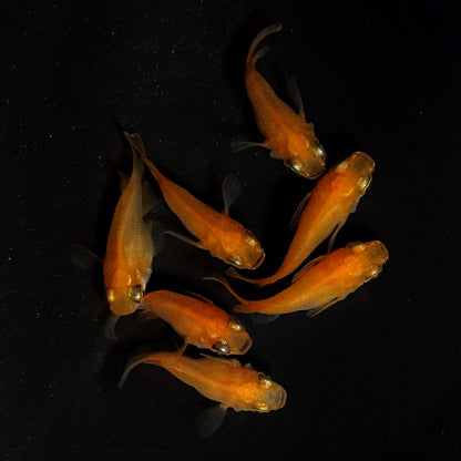 【現物】紅帝だるま　7匹　オス4メス3　4308