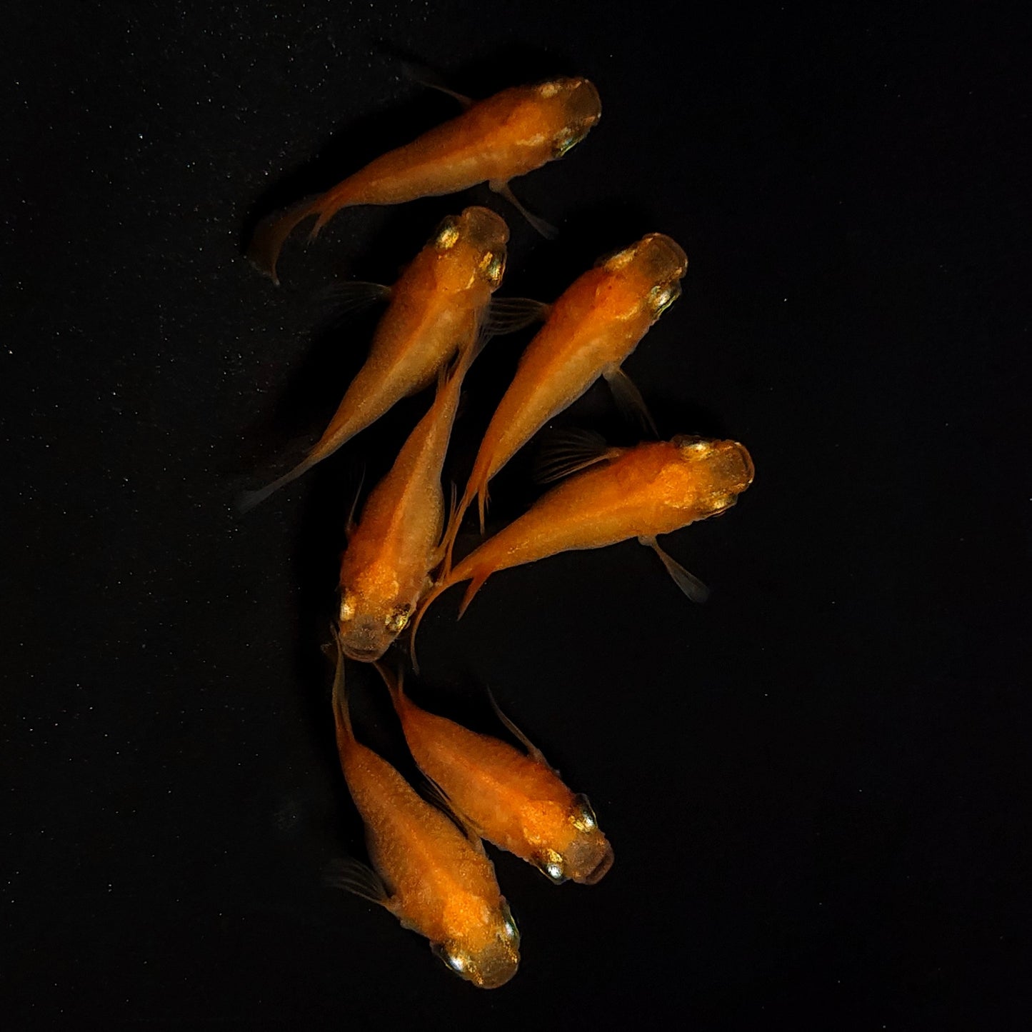 【現物】紅帝だるま　7匹　オス4メス3　4308
