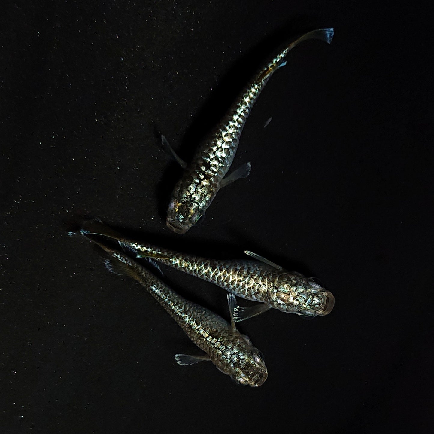 【現物】【NEW】【上物】金蒼龍鱗　3匹　オス1メス2　Azuma様純血統 F1　4303