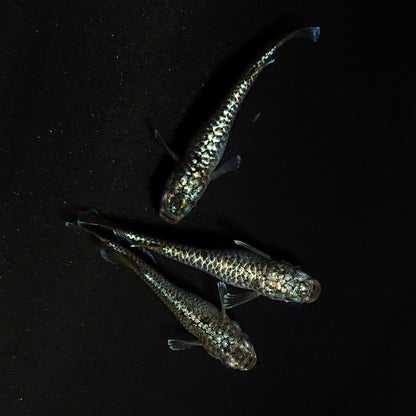【現物】【NEW】【上物】金蒼龍鱗　3匹　オス1メス2　Azuma様純血統 F1　4303