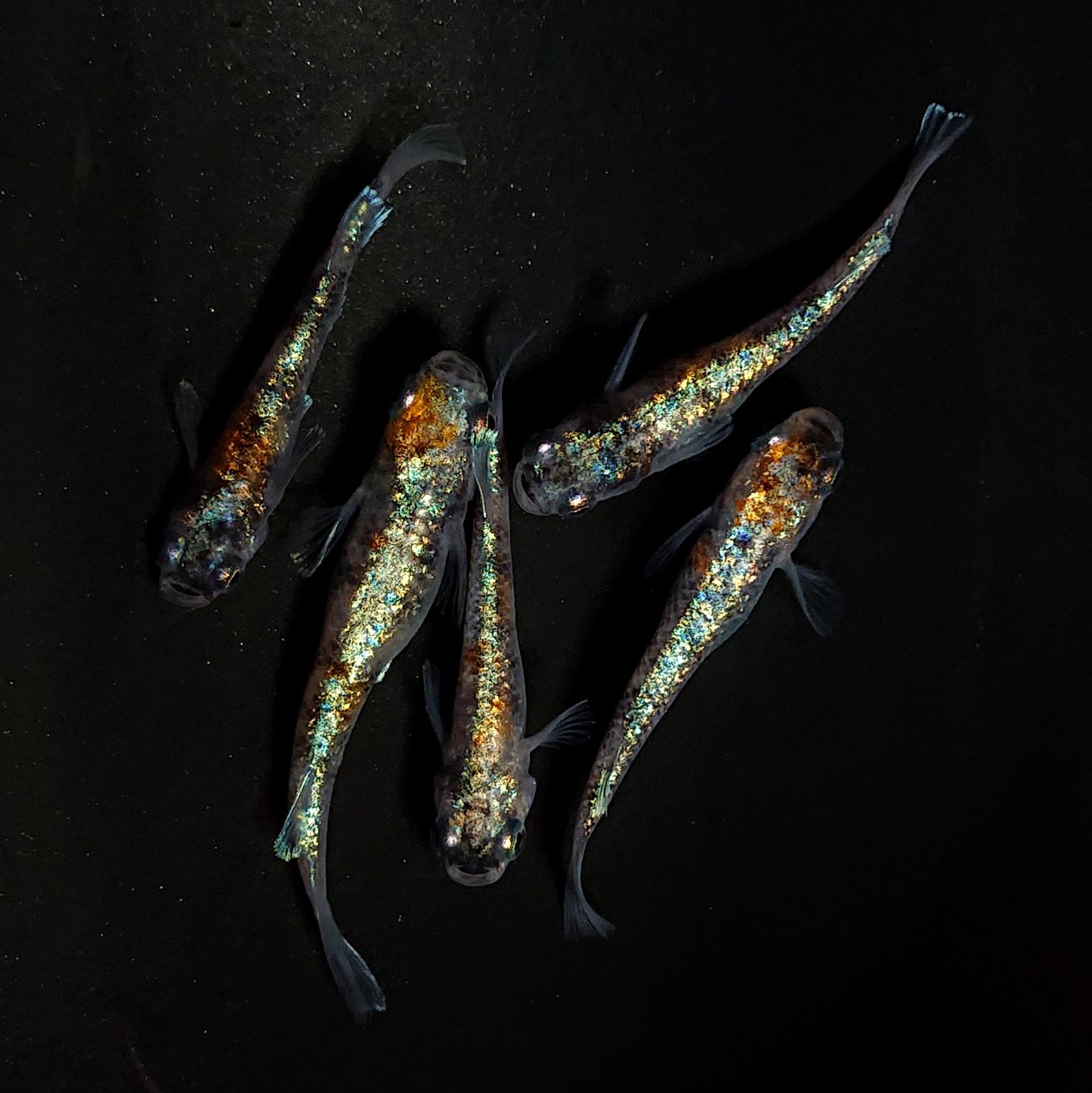 【現物】【NEW】【上物】桔梗菊 ver.2　5匹　オス2メス3　　4310