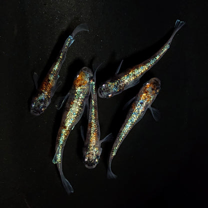 【現物】【NEW】【上物】桔梗菊 ver.2　5匹　オス2メス3　　4310