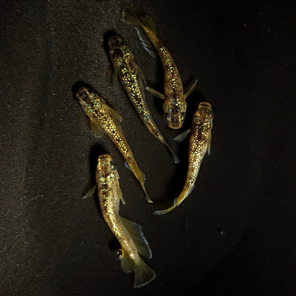 【現物】金箔和墨　5匹　オス3メス2　4323