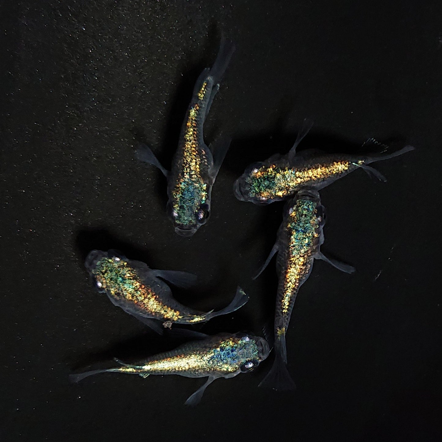 【現物】ネプチューンだるま　5匹　オス2メス3　4321