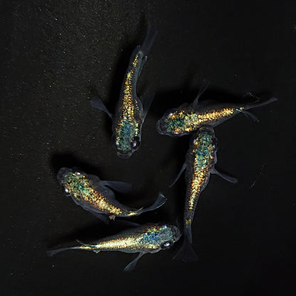 【現物】ネプチューンだるま　5匹　オス2メス3　4321