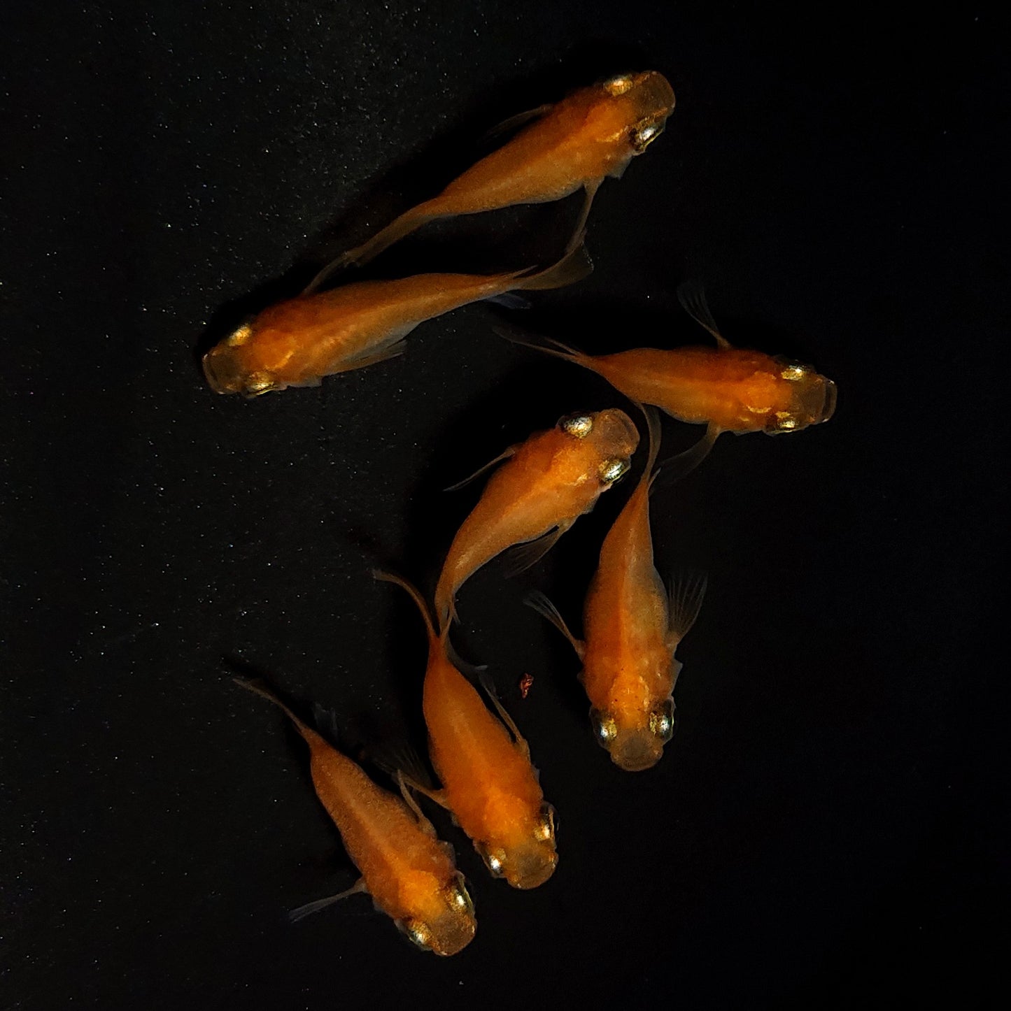 【現物】紅帝だるま　7匹　オス4メス3　4324