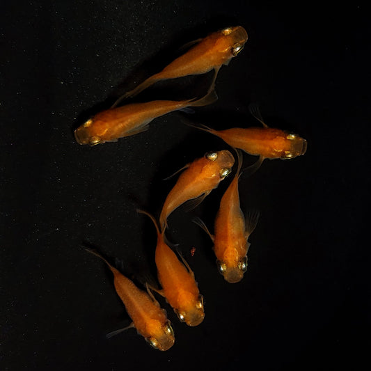 【現物】紅帝だるま　7匹　オス4メス3　4324