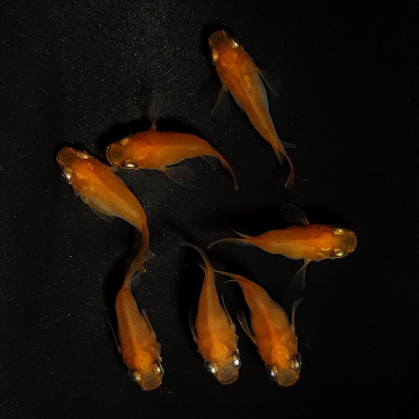 【現物】紅帝だるま　7匹　オス4メス3　4324