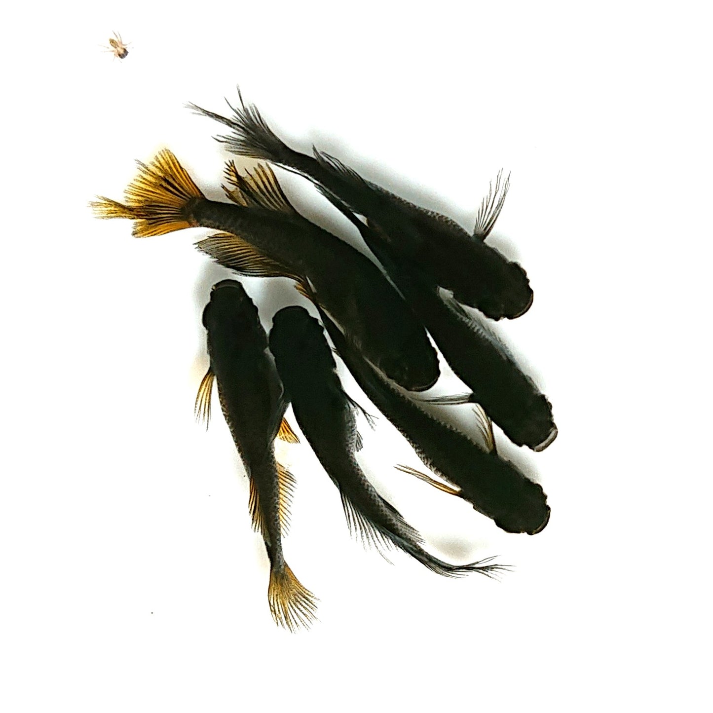 【現物】阿形　3ペア　全6匹スワロー発現　4339
