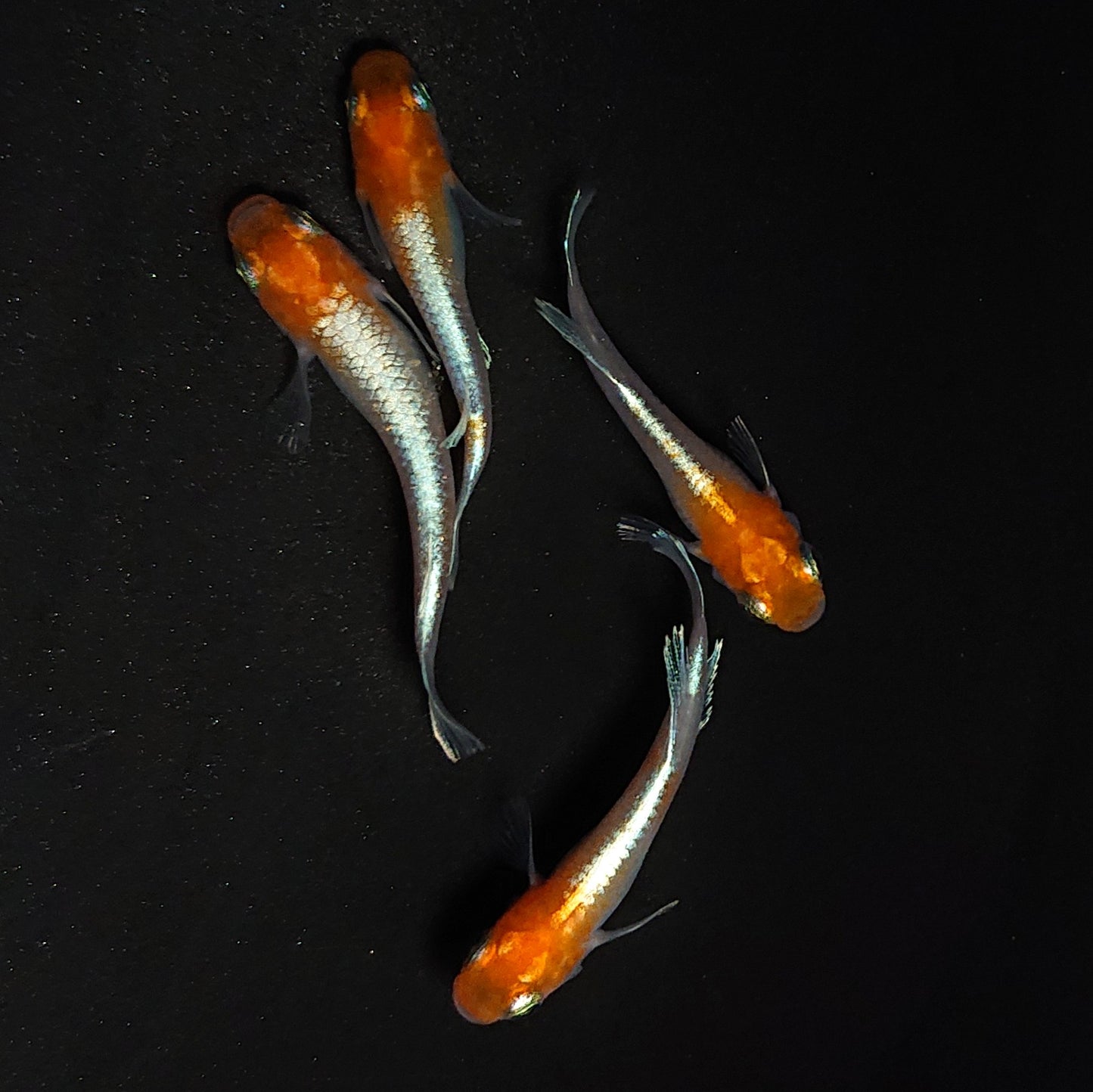 【現物】【上物】豆紅エボリューション 丹頂個体　2ペア　4345