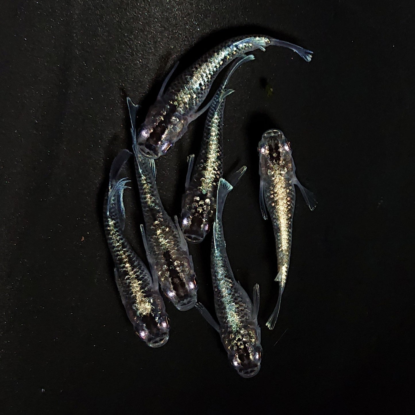 【現物】クリスタルブラック 普通体型　3ペア　4353