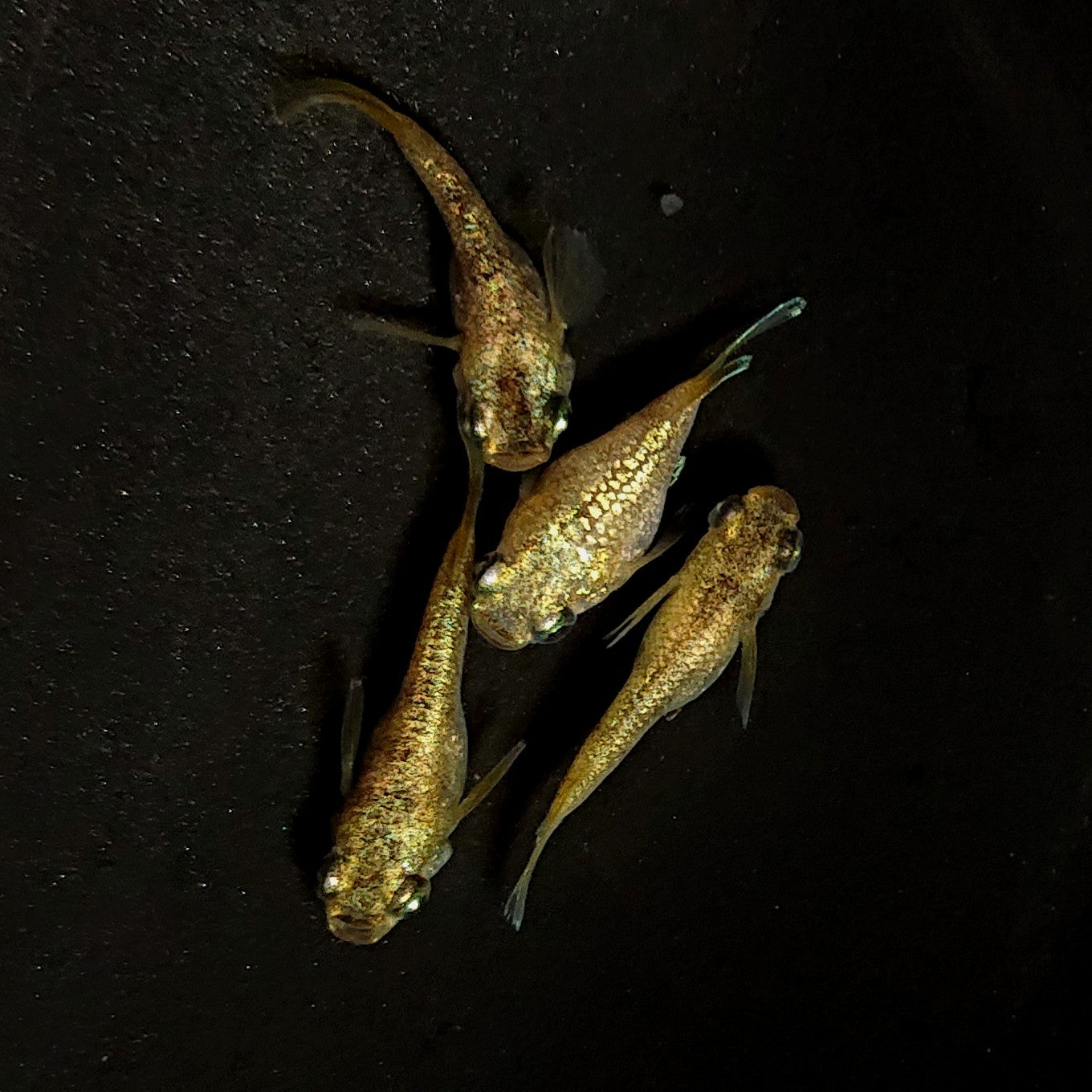 【現物】【NEW】金箔和墨だるま　2ペア　4349