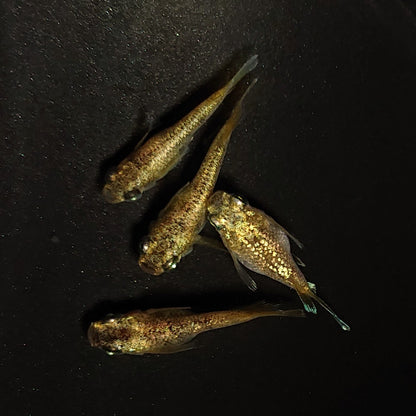 【現物】【NEW】金箔和墨だるま　2ペア　4349