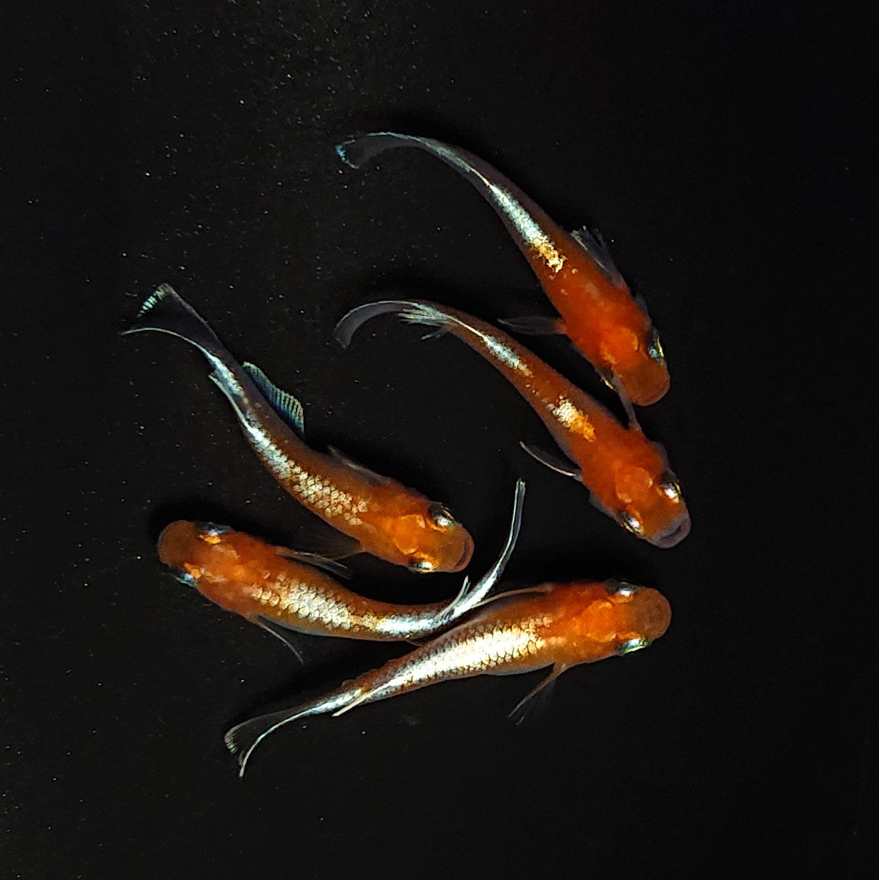【現物】豆紅エボリューション　5匹　オス2メス3　4357